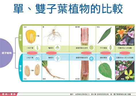 單子葉雙子葉口訣